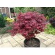 Acer palmatum 'Atropurpureum' Клен пальмолистный 'Атропурпуреум'